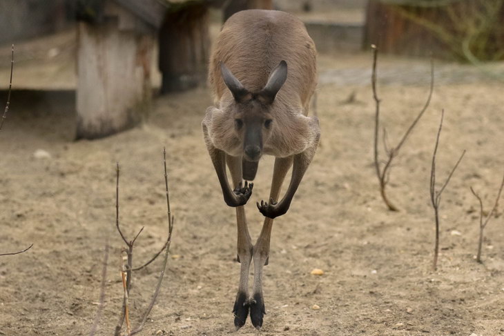 Ученые установили, когда предки кенгуру начали прыгать