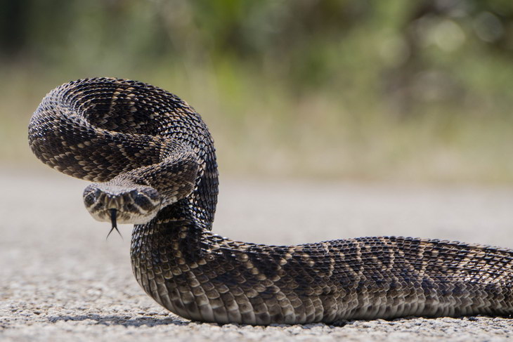 Ученые: Змеи из одной популяции оказались в 3,6 раза токсичнее друг друга