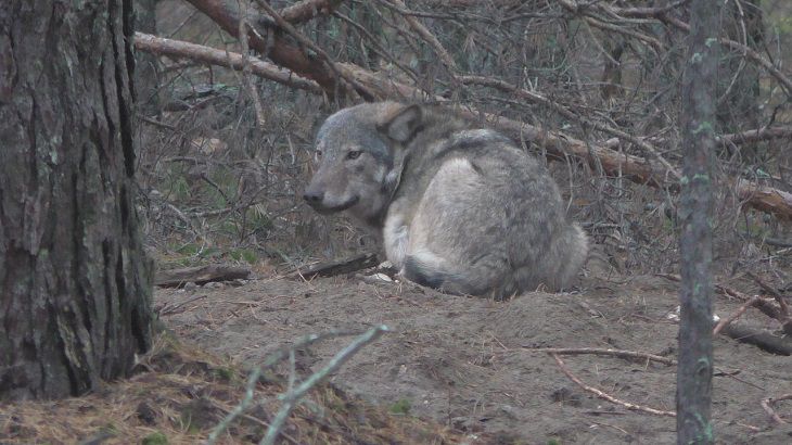 В Беларуси убили волка Васю