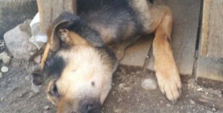 «Не кормили и не поили»: в Гродно хозяева довели собаку до изнеможения
