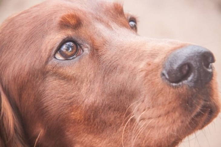 Жителя Каменецкого района подозревают в убийстве пяти собак