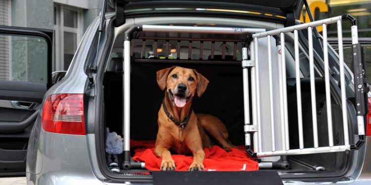 Инженеры Ford нашли способ безопасной перевозки домашних питомцев Инженеры Ford нашли способ безопасной перевозки домашних питомцев