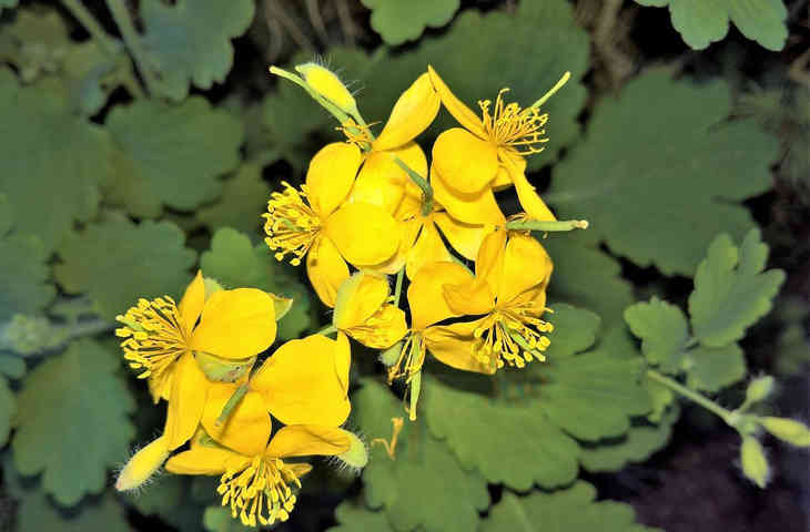 Медики: это растение избавит от многих кожных заболеваний Медики: это растение избавит от многих кожных заболеваний