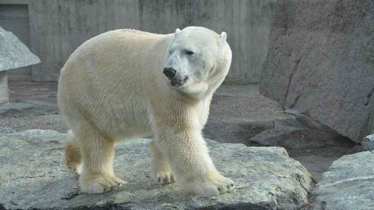 Белых медведей на Новой Земле усыпят и увезут от людей