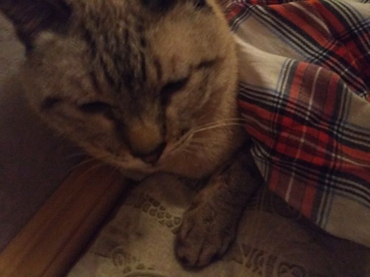 В Серебрянке из окна выбросили кота