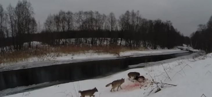 Под Городком волки терроризируют деревни: десятки убитых псов