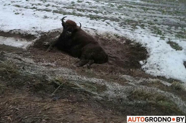 Под Гродно сбили зубра. Пролежал живым до утра Под Гродно сбили зубра. Пролежал живым до утра