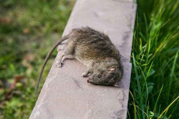 Нашествие крыс наблюдается в Вильнюсе