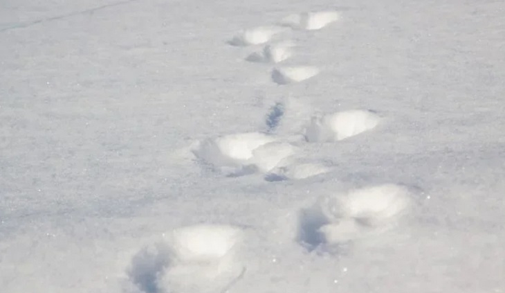 Сильный снегопад парализовал движение в китайской провинции Шаньдун