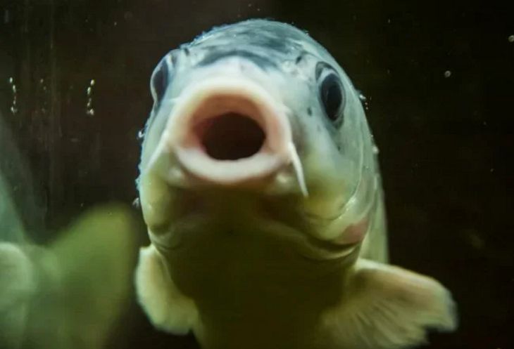 Массовый мор рыбы под Лидой: назначена прокурорская проверка