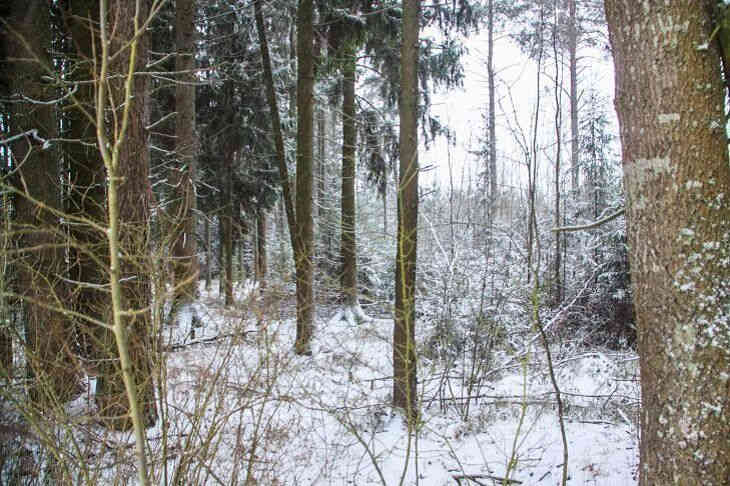 Более 90 % лесного фонда Гомельской области находится под видеонаблюдением Более 90 % лесного фонда Гомельской области находится под видеонаблюдением