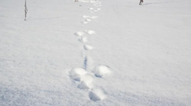 Из-за снегопада и ветра в Нью-Йорке отменили более 200 авиарейсов Из-за снегопада и ветра в Нью-Йорке отменили более 200 авиарейсов
