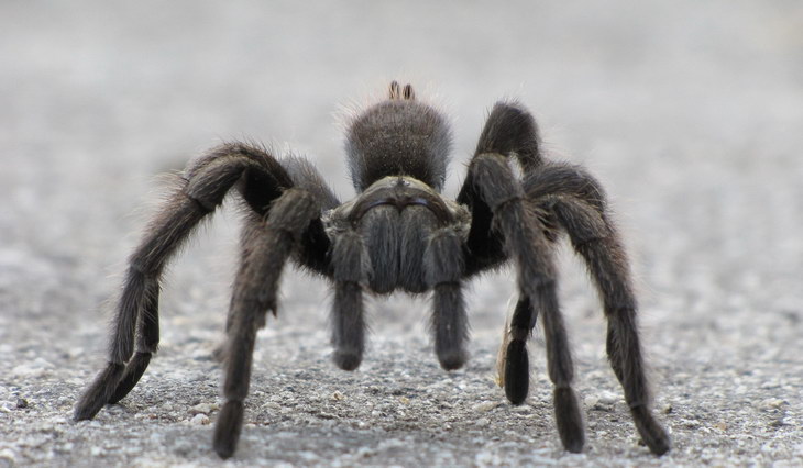 Ученые обнаружили новый вид пауков с рогом на спине