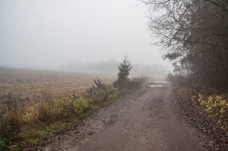 В Беларуси планируется строить не менее 100 км лесохозяйственных дорог в год