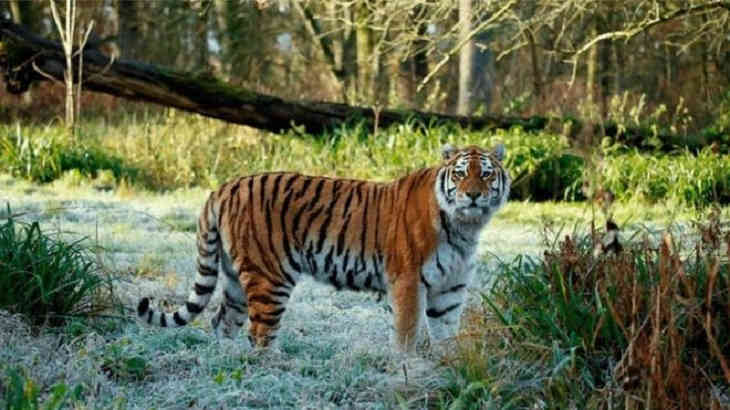 Три тигра сцепились насмерть на глазах у работников зоопарка