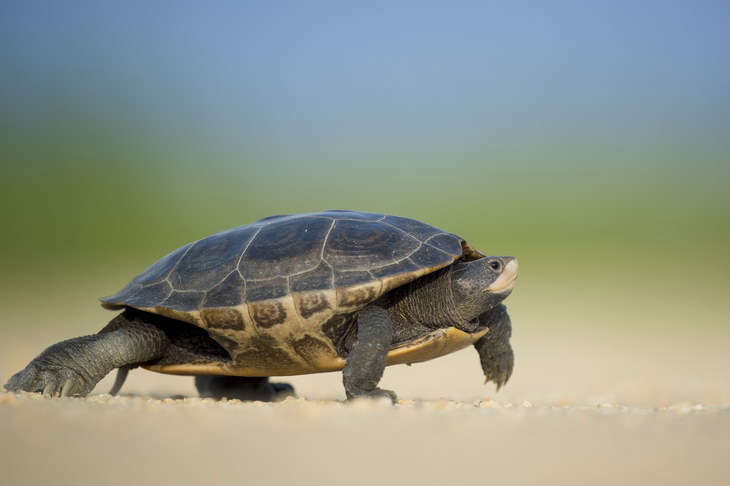 Открытый зоологами подвид черепах занесен в Красную книгу
