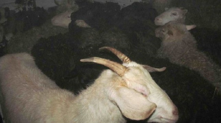 Микроавтобус с двумя десятками краденых овец задержали под Шарковщиной