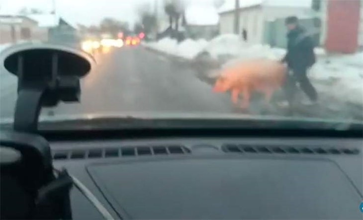 В Гомеле по проезжей части бегала свинья В Гомеле по проезжей части бегала свинья