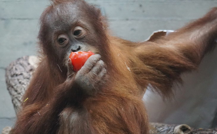 Ученые нашли «рыночное мышление» у орангутанов
