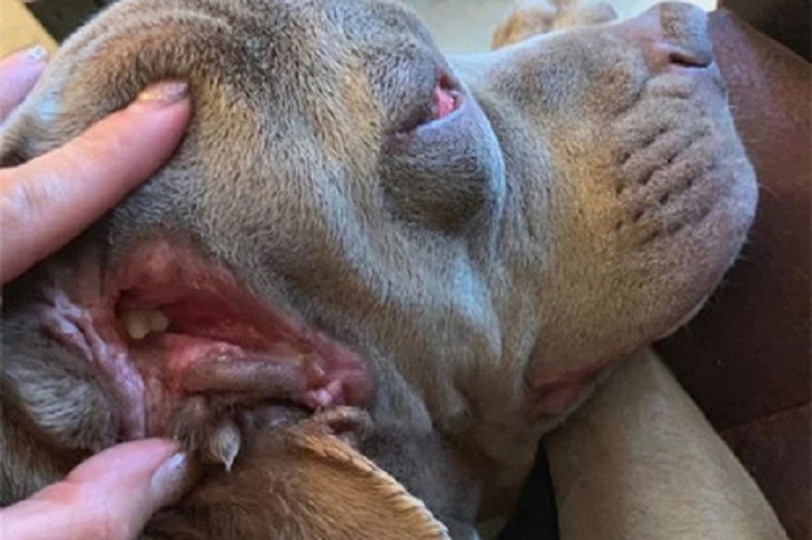 В США живет собака со второй пастью в ухе