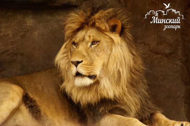 В День защитника Отечества Минский зоопарк можно будет посетить бесплатно – по военному билету