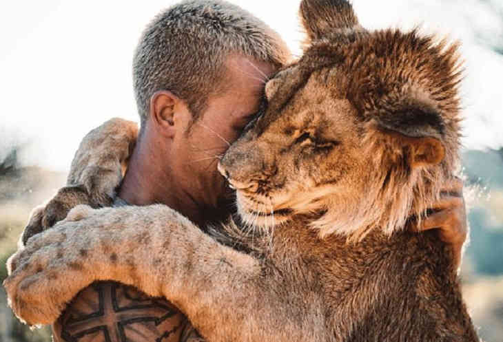 Огромный лев стал лучший другом человека