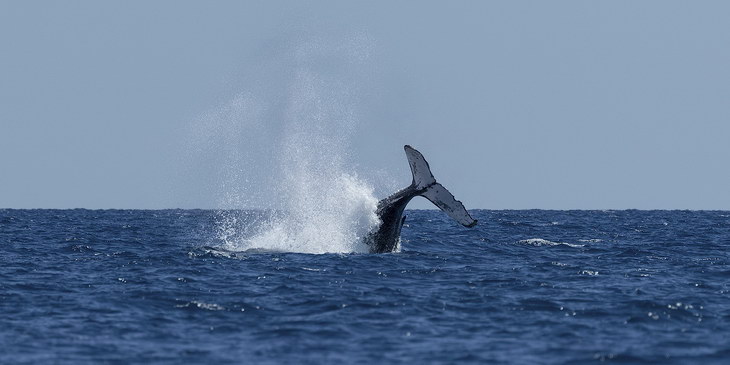 Ученые обнаружили в Атлантическом океане детенышей китов редкого вида