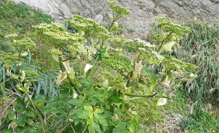 Ученые нашли в траве из Японии вещество, замедляющее старение Ученые нашли в траве из Японии вещество, замедляющее старение
