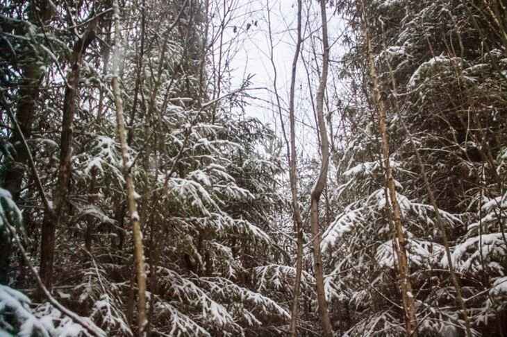 Мать мальчика, ночевавшего в лесу, объяснила, зачем надела ему на голову пакет Мать мальчика, ночевавшего в лесу, объяснила, зачем надела ему на голову пакет