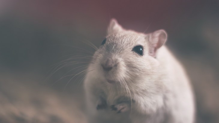 Ученые выложили в открытый доступ алгоритм для изучения языка крыс