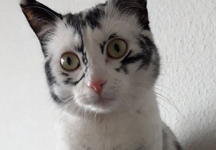 Черный кот превратился в почти белого из-за редкого заболевания