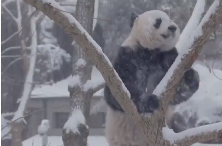 Ролик с кувыркающейся в снегу пандой набирает популярность в Сети