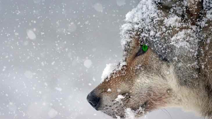 Эстонцы приняли дикого волка за собаку и спасли его