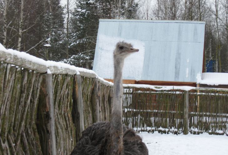 Под Гомелем заметили танцующего страуса