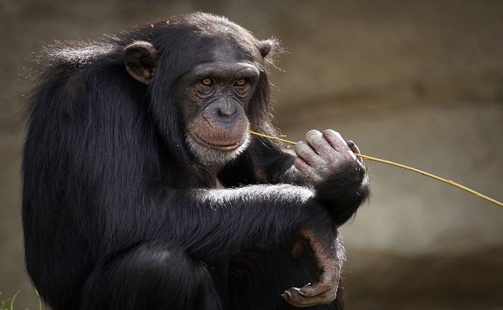 Ученые рассказали о способности обезьян заниматься бизнесом