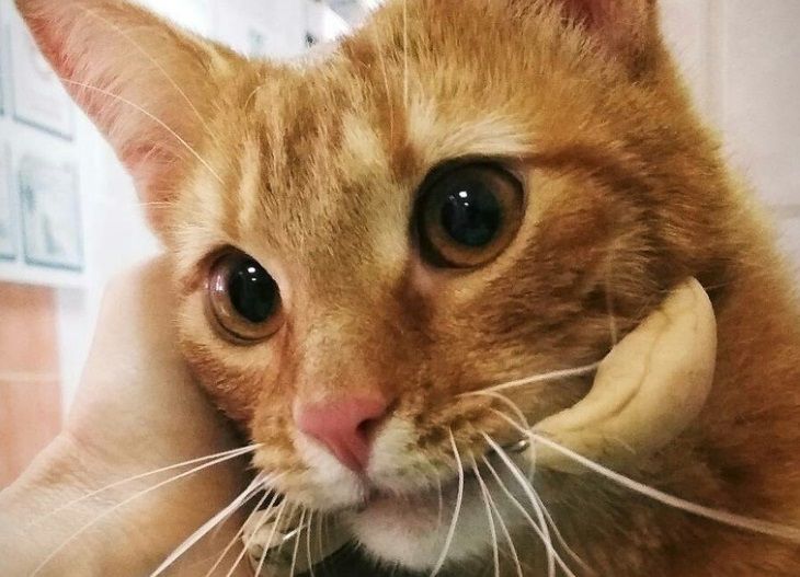 С ним можно говорить – он всегда ответит. Реальные истории белорусов, которые подтолкнут вас завести питомца С ним можно говорить – он всегда ответит. Реальные истории белорусов, которые подтолкнут вас завести питомца