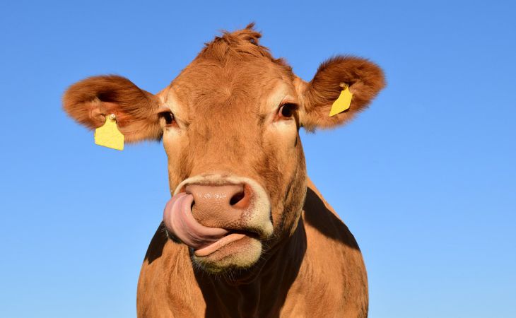 Ученые рассказали, как коровы помогут в борьбе с ВИЧ