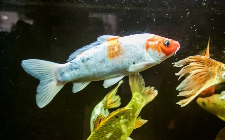 Сильный шторм подарил прохожим свежую рыбу