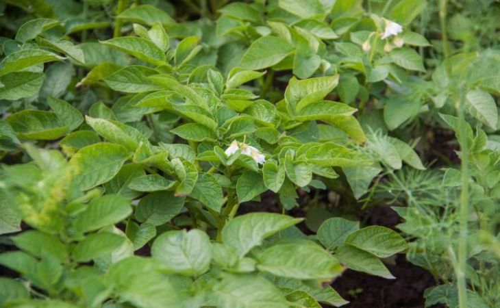 Беларусь планирует поставлять картофель в страны Евросоюза