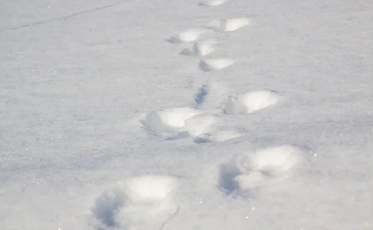 Более 200 человек провели полтора суток в поезде, который замело снегом