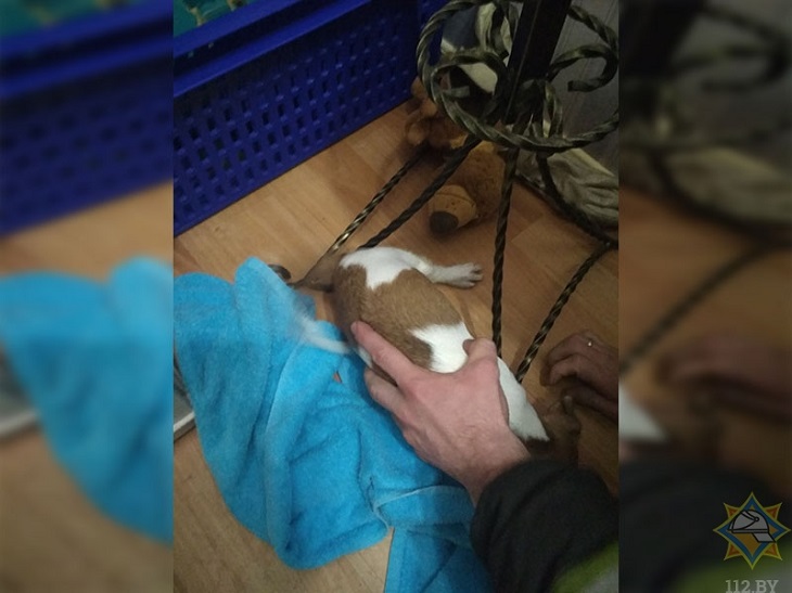 В Минске спасатели освободили щенка из металлической вешалки