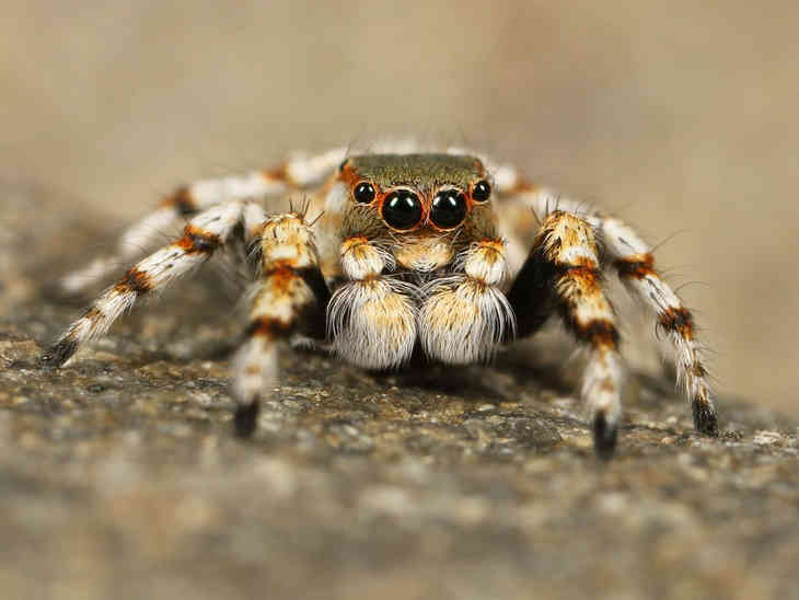 Ученые нашли новый вид паука-охотника