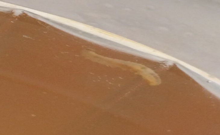 «Значит, сухофрукты натуральные»: Школьникам дали компот с червями