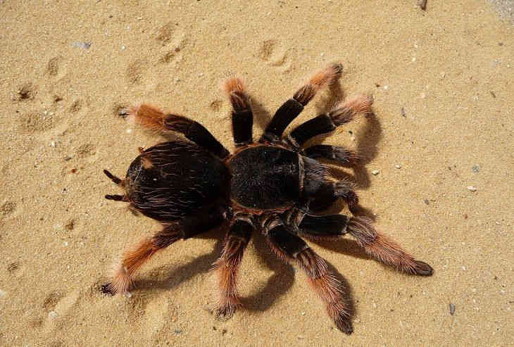 Опубликованы кадры смертельной схватки огромного паука и опоссума