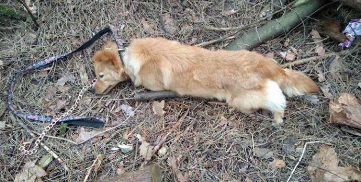 В Гродно задушили собаку. Милиция ищет владельца