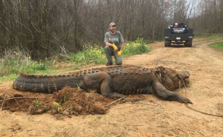 В США обнаружили гигантского аллигатора размером с машину