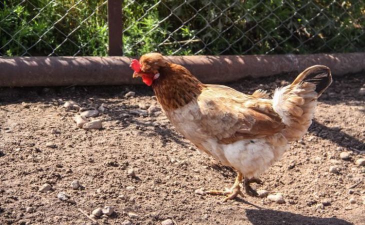 Беларусь ограничивает ввоз птицы из региона Дании из-за птичьего гриппа