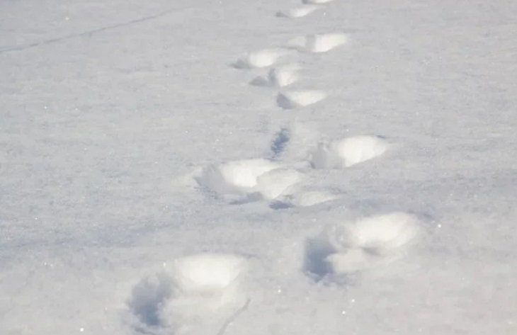 Огромная лавина сошла трассу в США и накрыла десятки авто Огромная лавина сошла трассу в США и накрыла десятки авто