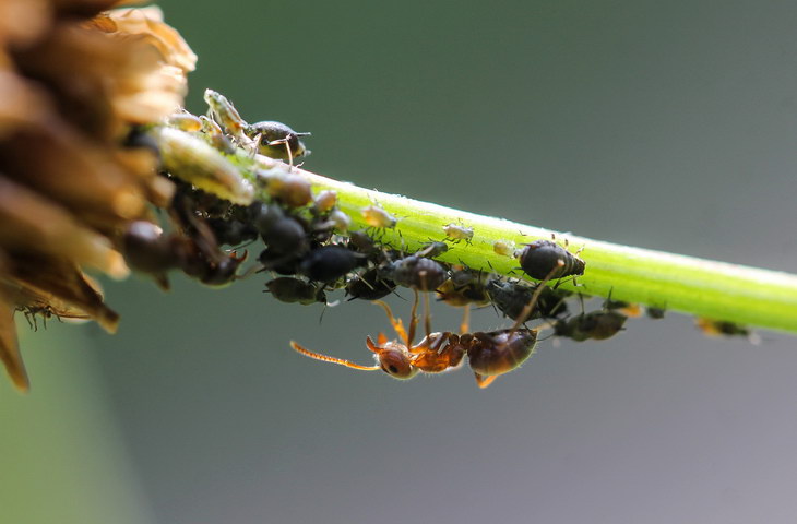 Российские ученые создадут антибиотик с помощью муравьев