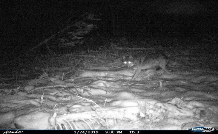 Факты о жизни полесского волка-одиночки, застреленного месяц назад